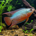 X Paradise Fish - Paradise Gourami - Macropodus Opercularis - Labyrinth Fish — tropical fish for sale UK — AI natural aquarium view