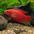 Red Velvet Paradise Fish - Macropodus Opercularis «Red Velvet» — tropical fish for sale UK — AI natural aquarium view