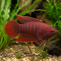 Red Velvet Paradise Fish - Macropodus Opercularis «Red Velvet» — tropical fish for sale UK — AI natural aquarium view