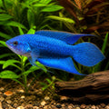 Royal Blue Paradise Fish — tropical fish for sale UK — AI natural aquarium view