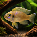 Magarae — tropical fish for sale UK — AI hero driftwood view
