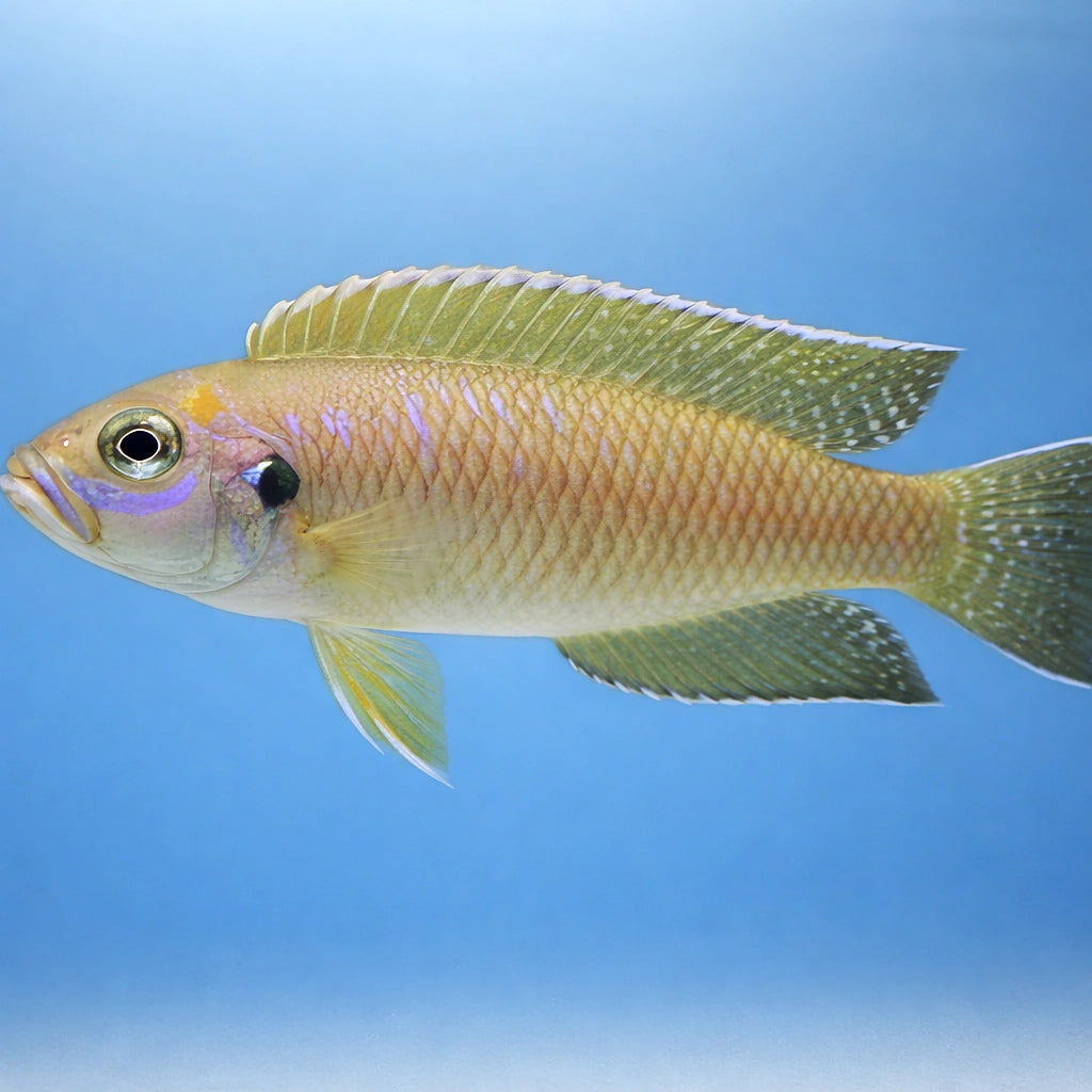 Magarae — tropical fish for sale UK — AI side clean view