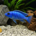 Malawi cichlid mix selection — tropical fish for sale UK — AI natural aquarium view