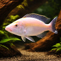 Malawi Eye-Biter gold — tropical fish for sale UK — AI hero driftwood view