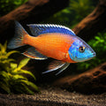 Malawi Medium (Malawi cichlid mixed) - Cichlid Fish for Sale UK — AI hero driftwood view