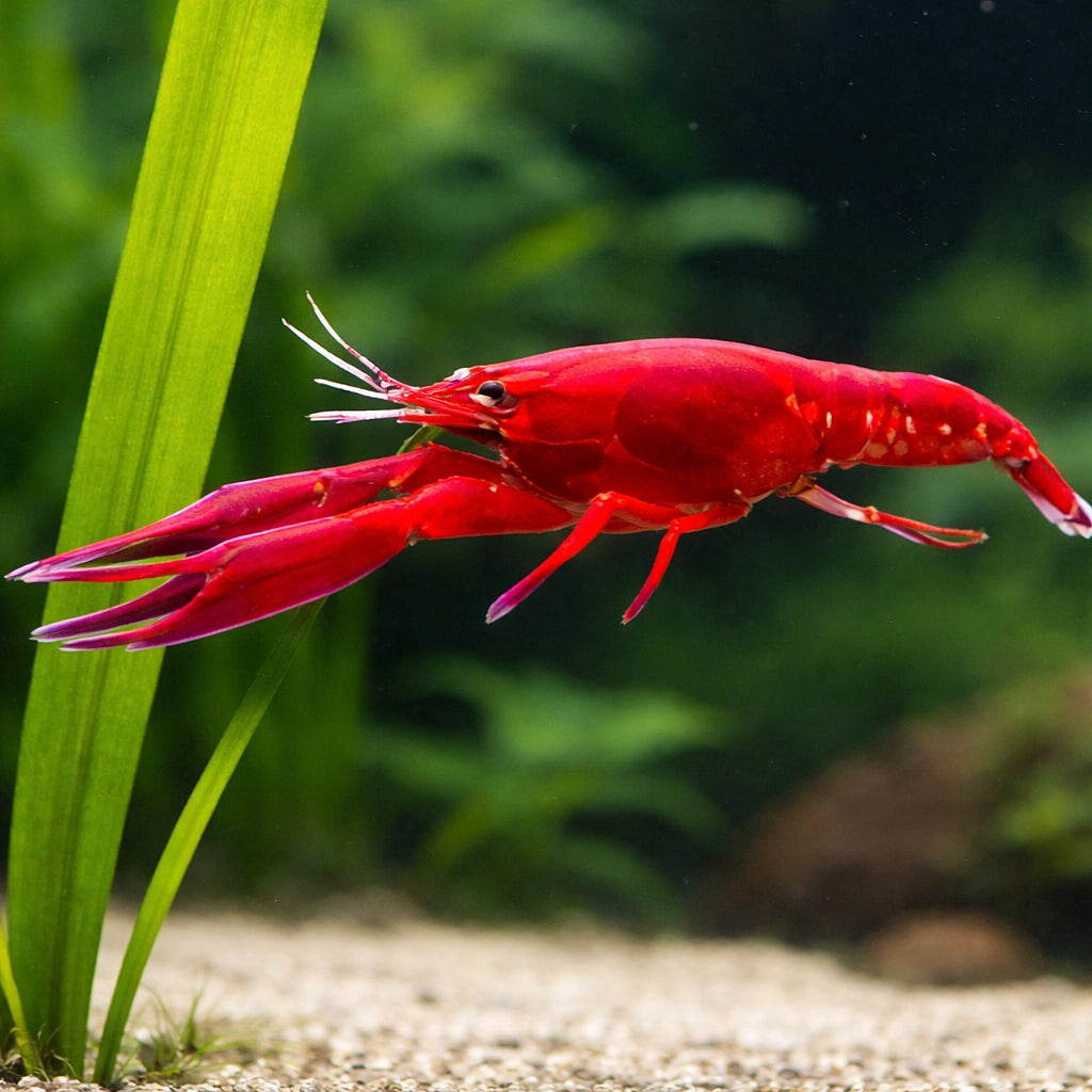 Malboro lobster 5 - — tropical fish for sale UK — AI scale plant view