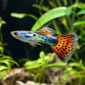 Male Mix F1 Guppy (Poecilia reticulata) — AI natural aquarium view