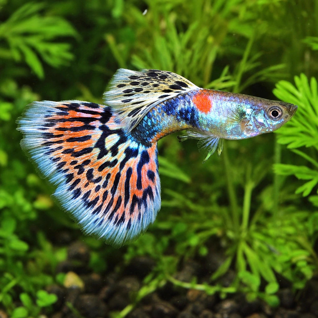 Male Super Colour Mix Guppy (Poecilia reticulata) — AI natural aquarium view