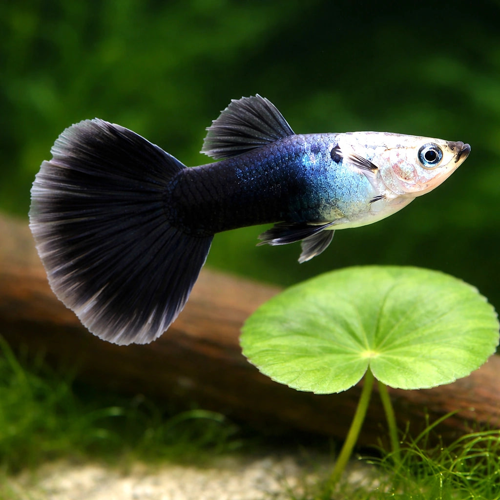 Male Tuxedo Black Guppy (Poecilia reticulata) — AI scale plant view