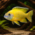 Maleri Peacock Cichlid — tropical fish for sale UK — AI hero driftwood view