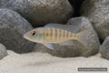 Juvenile Maleri Gold Peacock Cichlid in a Lake Malawi aquarium - AI-generated reference image
