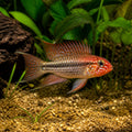 Apistogramma Sp. Wilhelmi - Wilhelm'S Dwarf Cichlid - Rio Abacaxis - Rare Fish, Enrich Your Aquarium with This Rare Fish, A Delightful Addition for Cichlid Lovers, Stunning Colors to Enhance Your Aquarium — for sale UK — AI natural aquarium view