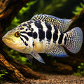 Managua Cichlid — tropical fish for sale UK — AI hero driftwood view