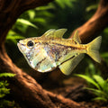 Marbled hatchefish — tropical fish for sale UK — AI hero driftwood view