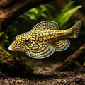  — tropical fish for sale UK — AI hero driftwood view