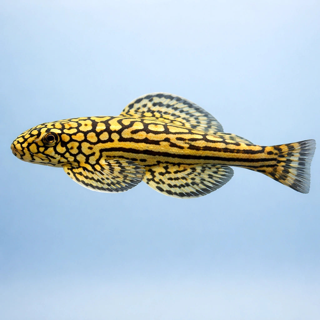 — tropical fish for sale UK — AI side clean view