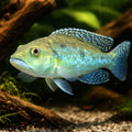Marbled Lamprologus — tropical fish for sale UK — AI hero driftwood view