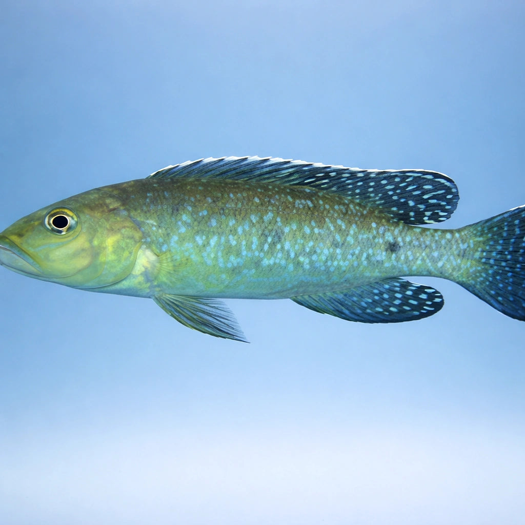 Marbled Lamprologus — tropical fish for sale UK — AI side clean view