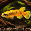 Marbled Rivulus — tropical fish for sale UK — AI hero driftwood view