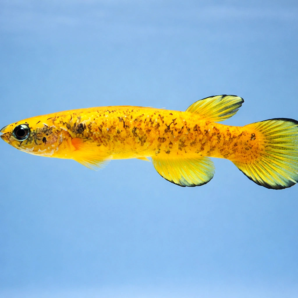 Marbled Rivulus — tropical fish for sale UK — AI side clean view