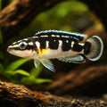  — tropical fish for sale UK — AI hero driftwood view