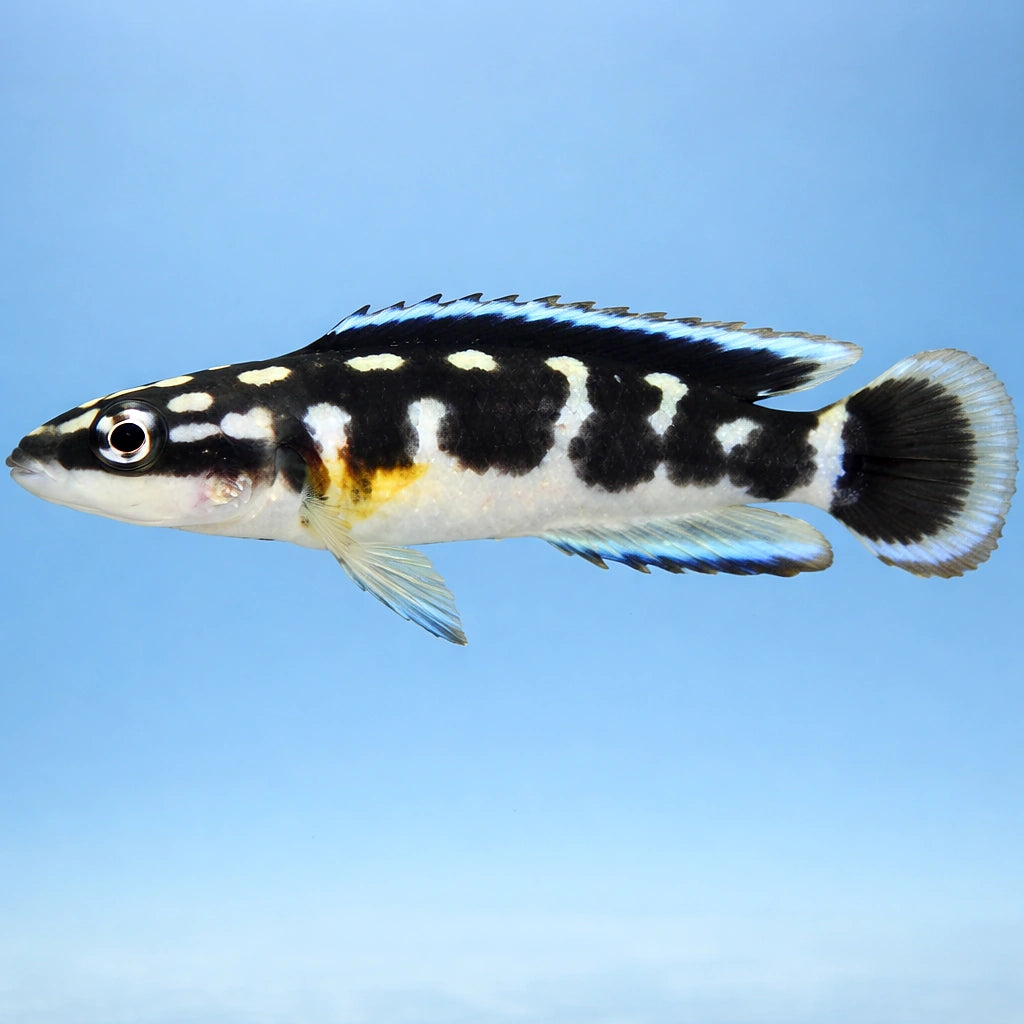  — tropical fish for sale UK — AI side clean view