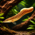  — tropical fish for sale UK — AI hero driftwood view