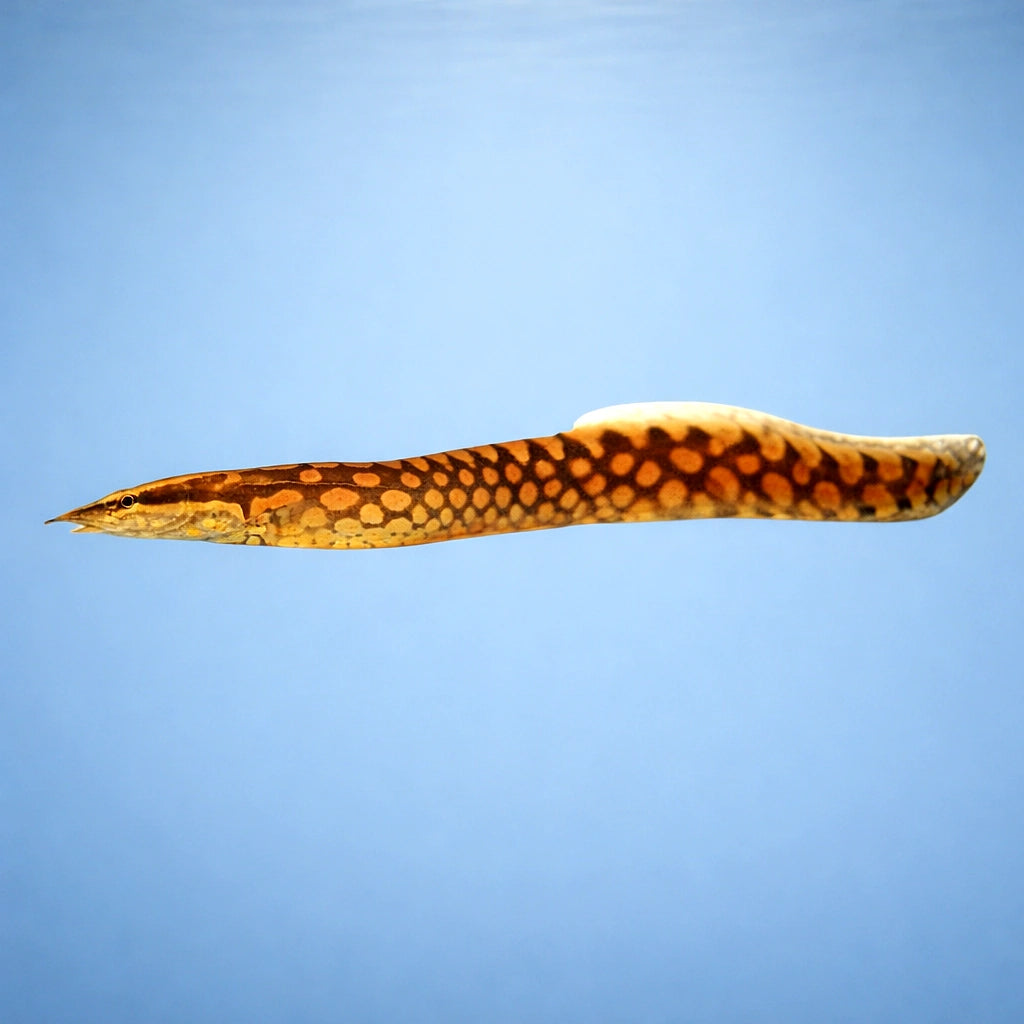  — tropical fish for sale UK — AI side clean view