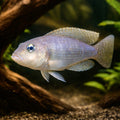 Meeli Shelldweller — tropical fish for sale UK — AI hero driftwood view