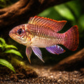 Meinkenni Dwarf Cichlid — tropical fish for sale UK — AI hero driftwood view