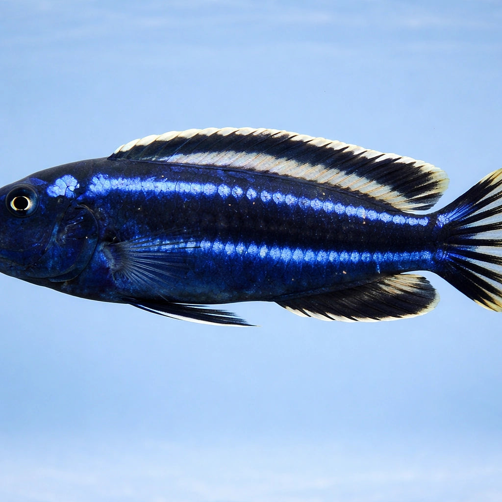 Melanochromis cyaneorhabdos 3 - — tropical fish for sale UK — AI side clean view