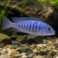Melanochromis johani Metangula — tropical fish for sale UK — AI natural aquarium view