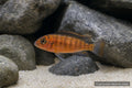 Melanochromis 'Red' / Pseudotropheus interruptus juvenile Malawi mbuna - AI-generated reference image