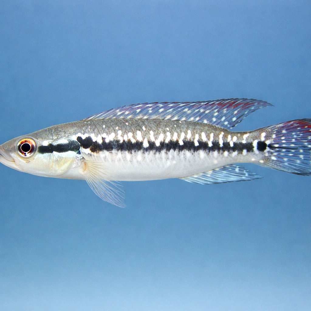 Menezesi — tropical fish for sale UK — AI side clean view