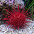 Mespilia globulus red — tropical fish for sale UK — AI natural aquarium view
