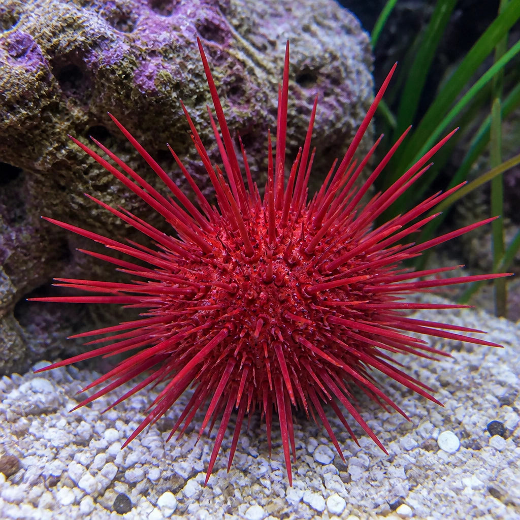 Mespilia globulus red — tropical fish for sale UK — AI natural aquarium view