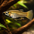 Metallic Topminnow, Girardi — tropical fish for sale UK — AI hero driftwood view