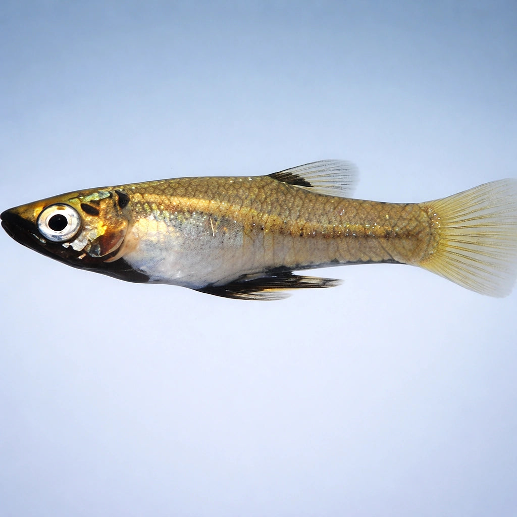 Metallic Topminnow, Girardi — tropical fish for sale UK — AI side clean view