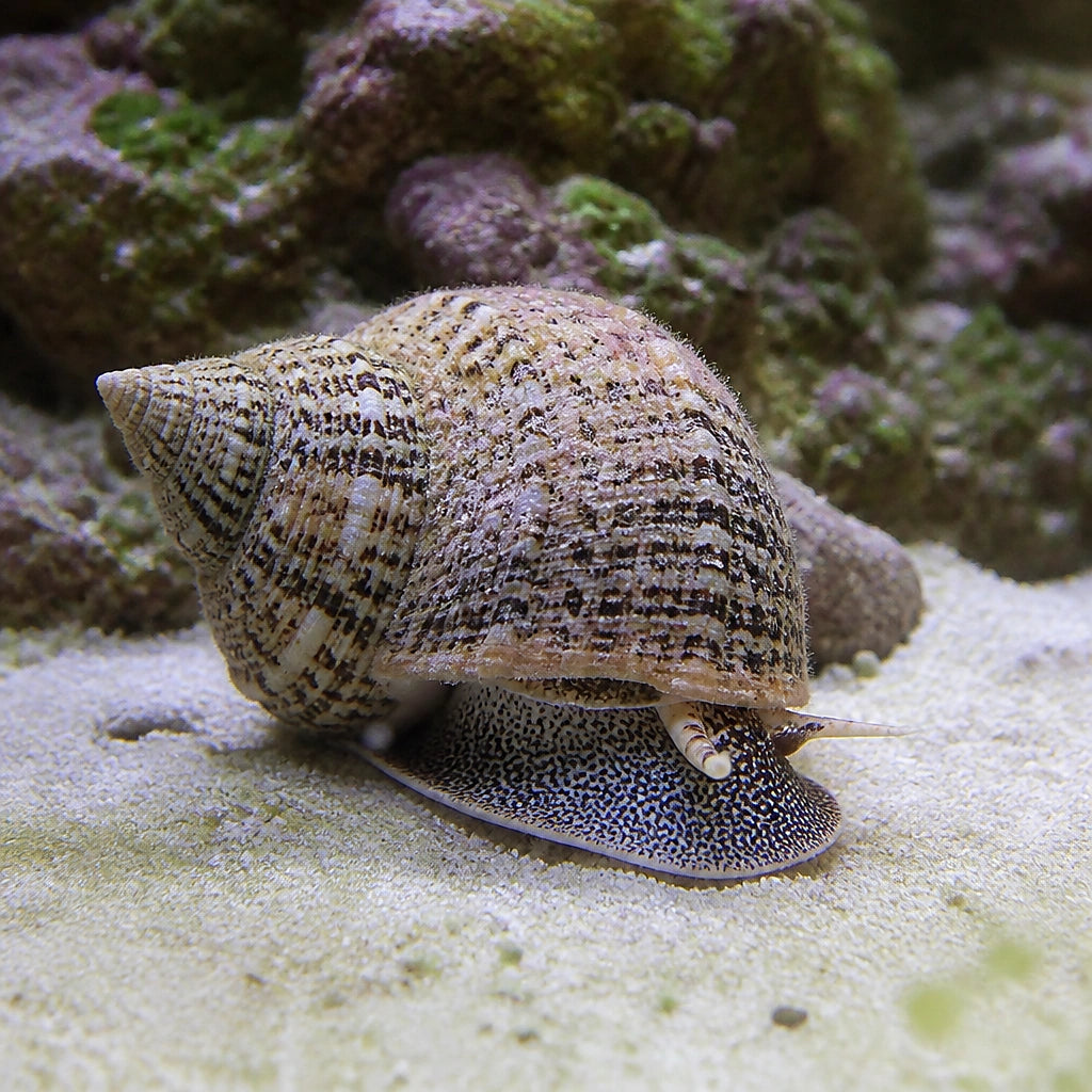 Mexican turbo snail — tropical fish for sale UK — AI natural aquarium view