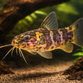 Microsynodontis batesii 1 - — tropical fish for sale UK — AI hero driftwood view