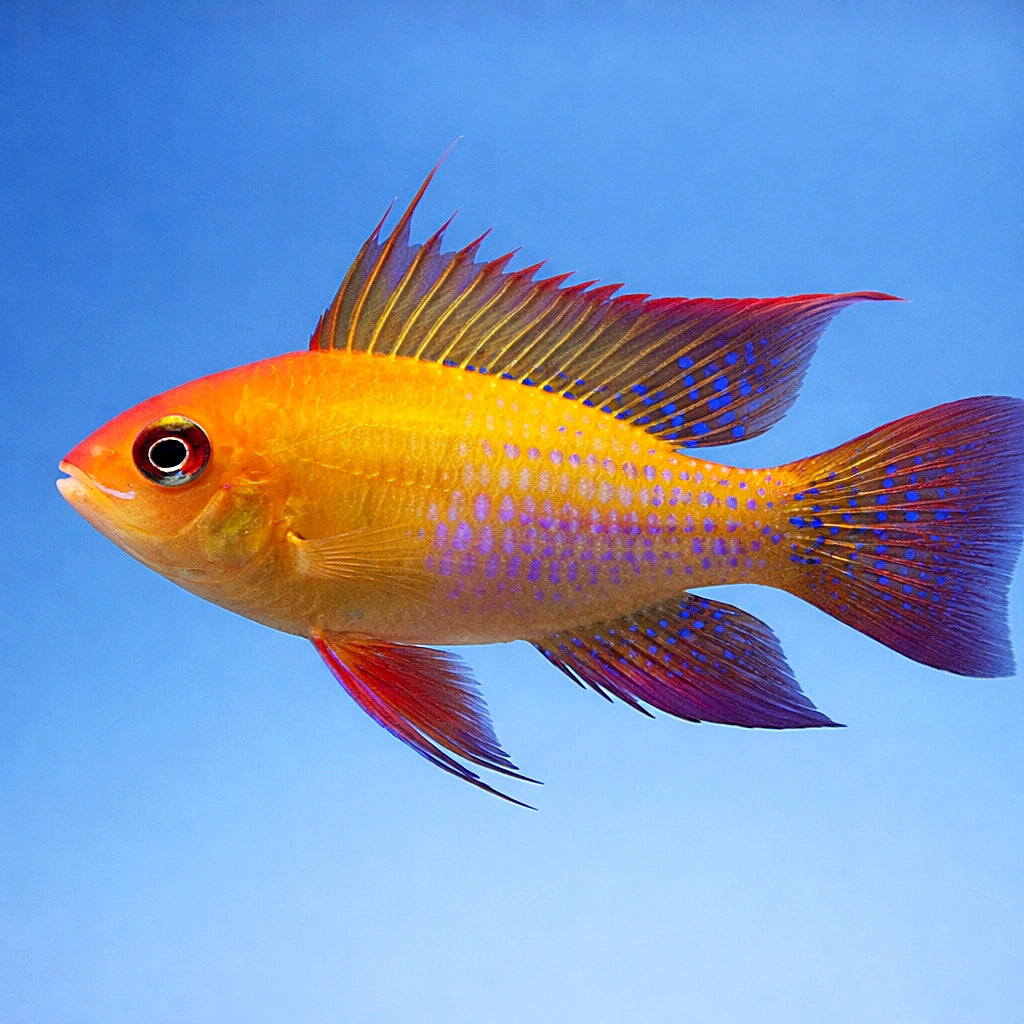 Mikrogeophagus ramirezi — Dwarf Cichlid for sale UK — AI side clean view