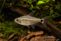 Moenkhausia costae tetra with silvery body and subtle dark tail marking - AI-generated reference image
