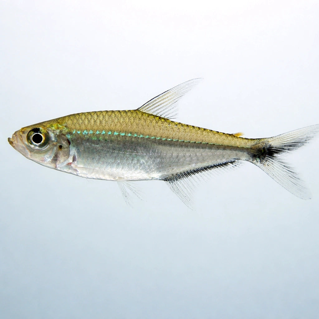 Moenkhausia Costae Tetra - Perfect for UK Aquariums — tropical fish for sale UK — AI side clean view
