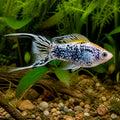 X Poecilia Shpenops Molly Mix Tropical Fish Tank, Beautiful Freshwater Livebearers That Thrive in Community Tanks, Ideal for Creating a Lively Aquatic Environment, Stunning Colors for Every Aquarium — for sale UK — AI natural aquarium view