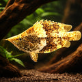 Monocirrhus polyacantus 5 - — tropical fish for sale UK — AI hero driftwood view