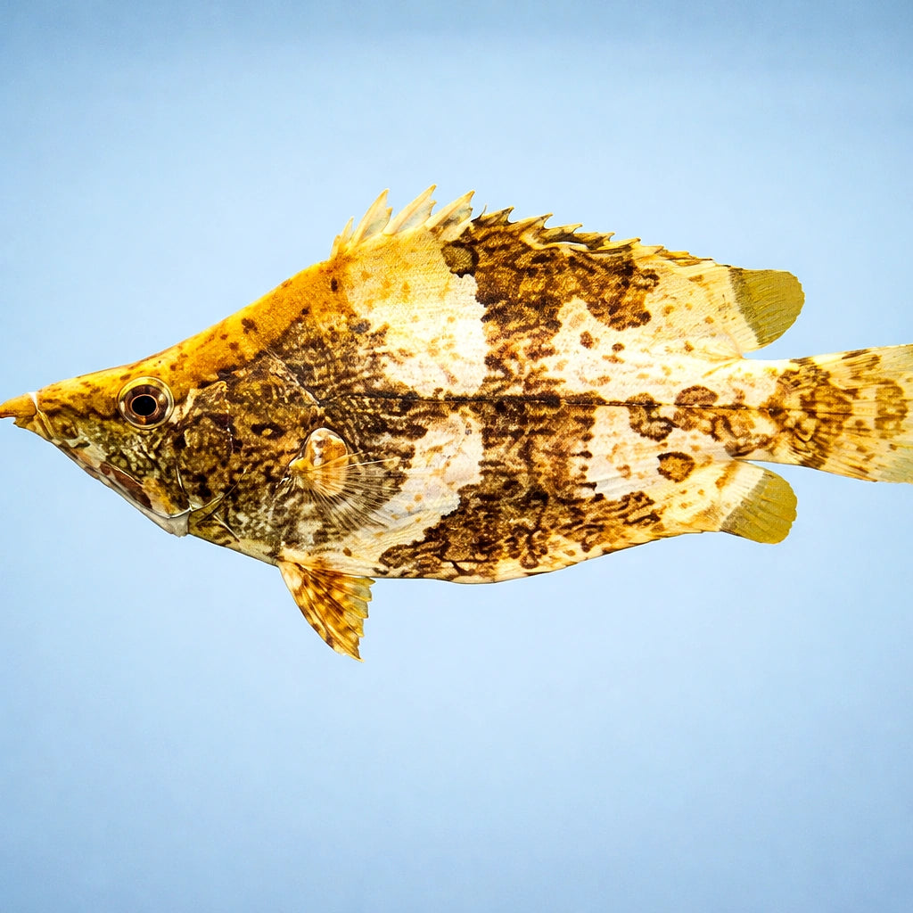 Monocirrhus polyacantus 5 - — tropical fish for sale UK — AI side clean view