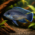  — tropical fish for sale UK — AI hero driftwood view