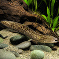  — tropical fish for sale UK — AI natural aquarium view