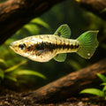 Mosquito Fish, Dwaf Top Minnow — tropical fish for sale UK — AI hero driftwood view