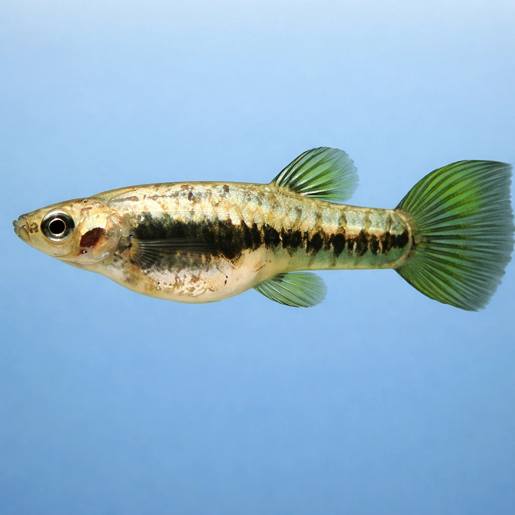 Mosquito Fish, Dwaf Top Minnow — tropical fish for sale UK — AI side clean view
